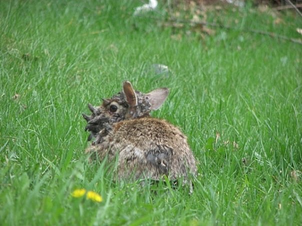 rabbity