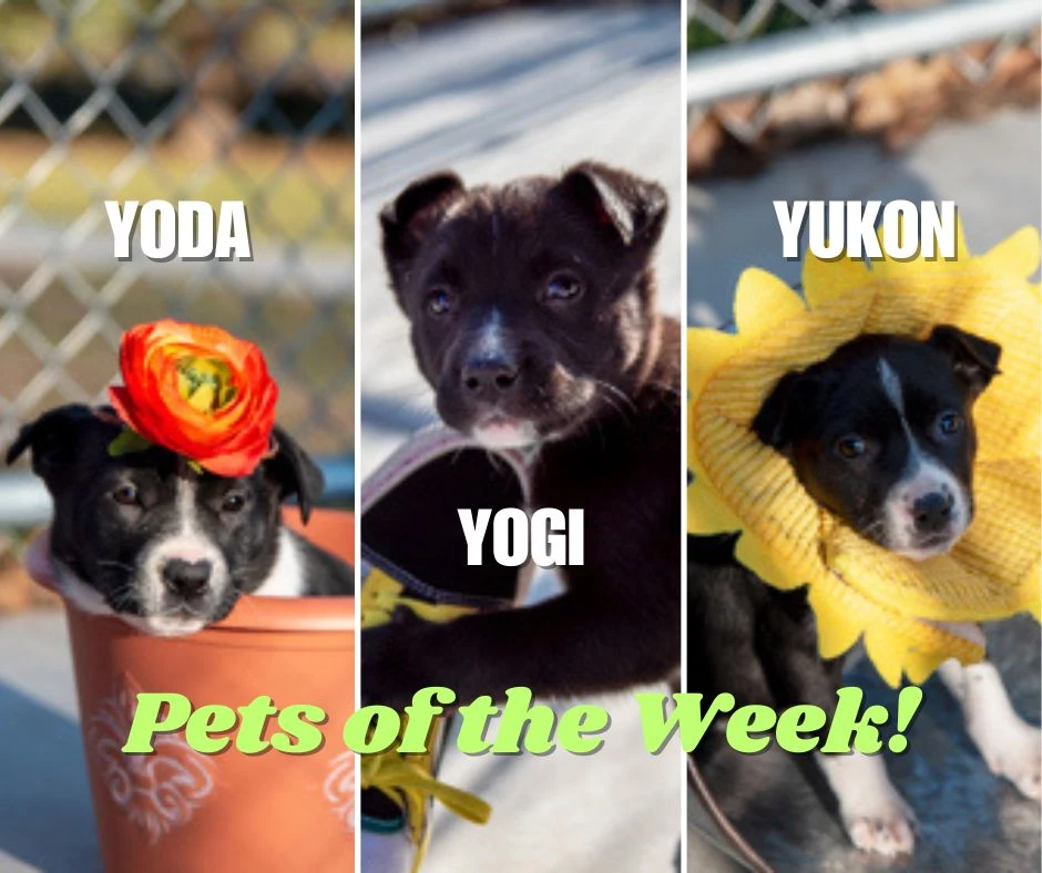 Yoda, Yogi, & Yukon via Tri-County Humane Society
