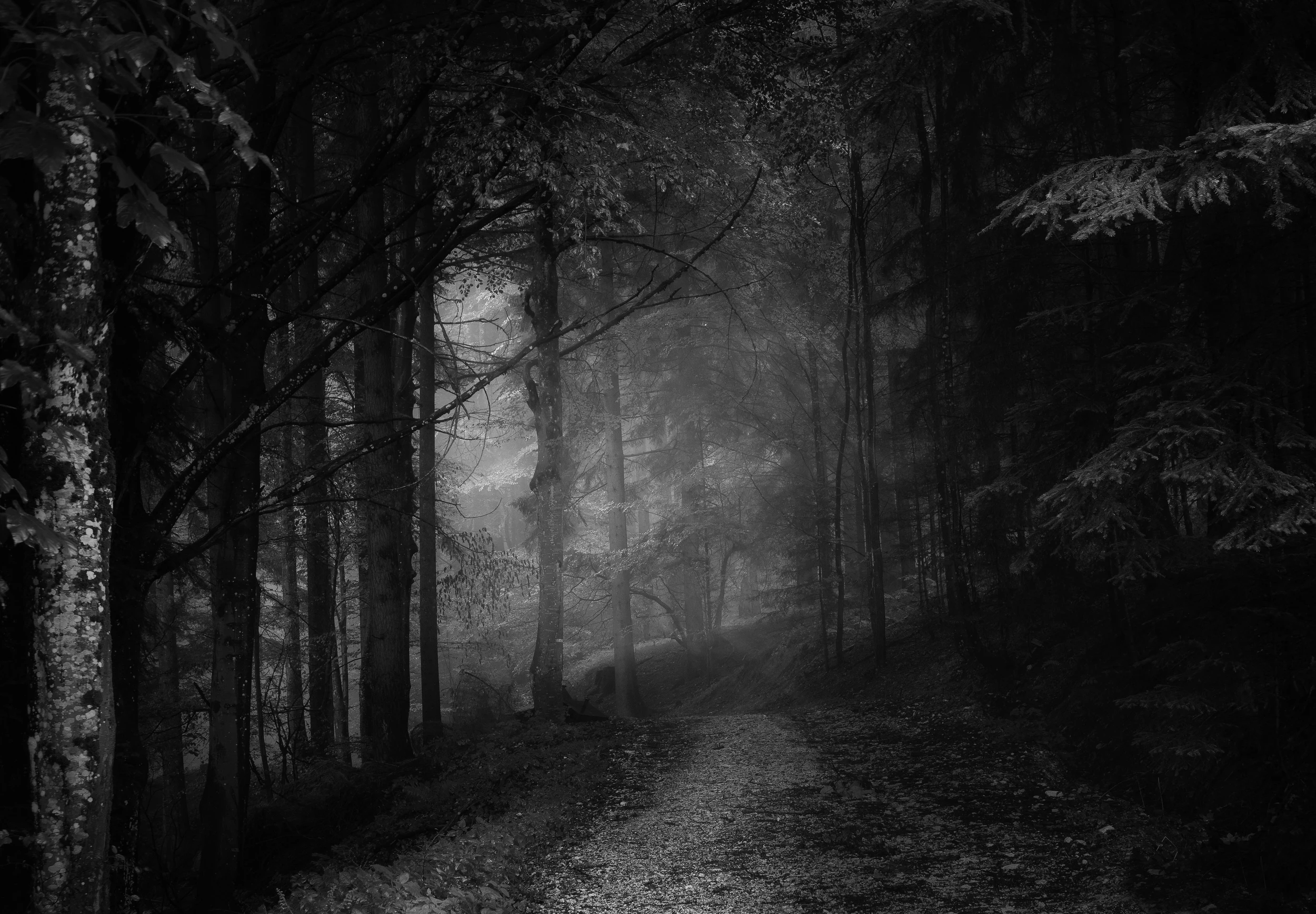 "Lets run directly into the dark forest!" Photo by Simon Berger on Unsplash