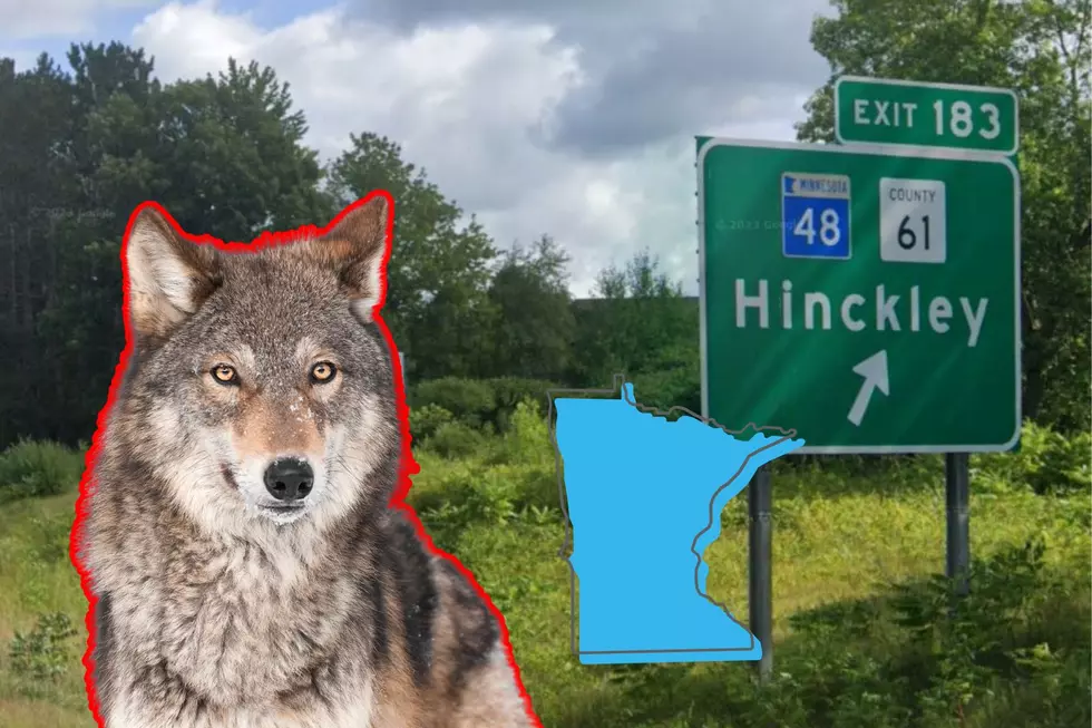 Was A Timber Wolf Hit On The Side Of The Road Near Hinckley?