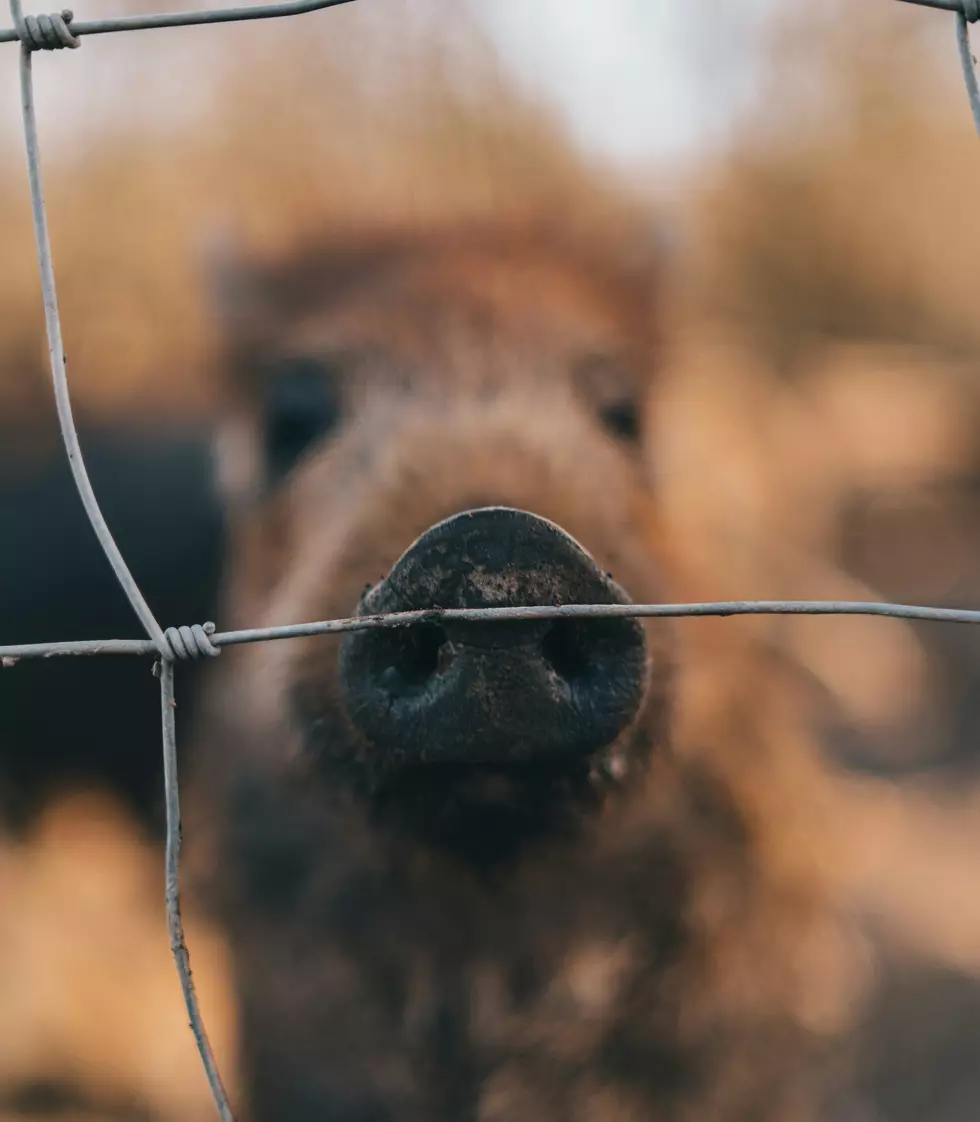 Is it Legal to Own a Monkey? Pig? Or a Squirrel in Minnesota?