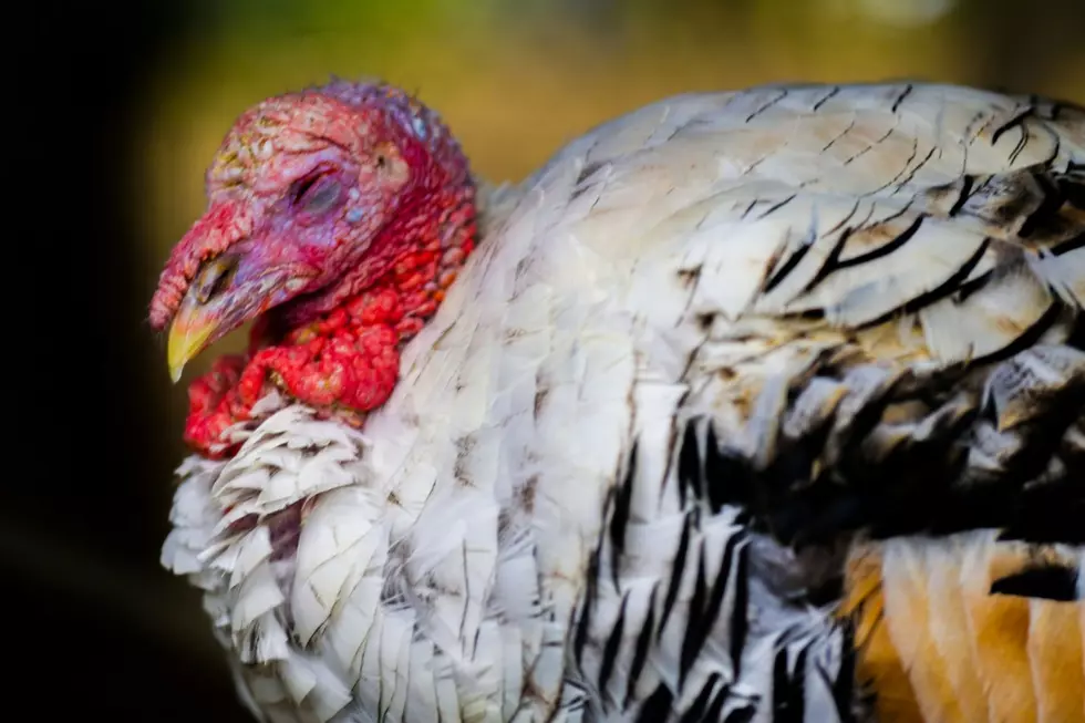 Hormel Sells Turkey Operations To Willmar’s LifeScience Innovations