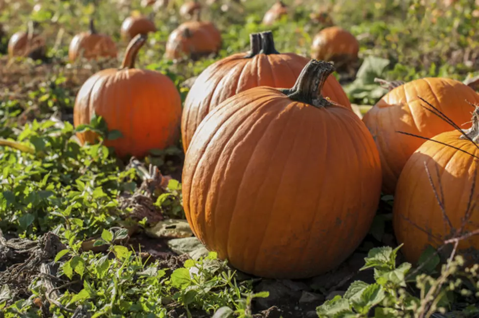 Shoot Pumpkins for Cancer Awareness!