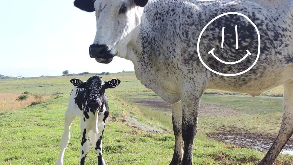 Smile Minnesota! Unique Markings on Cute Cow Will Help With That