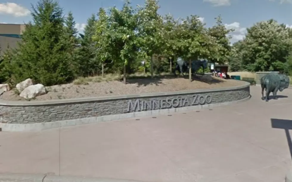 Starting in June See The Minnesota Zoo in a New “Light”